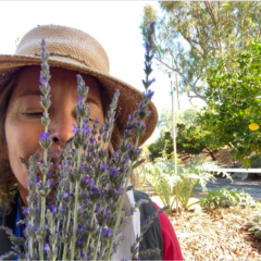 woman smelling lavender