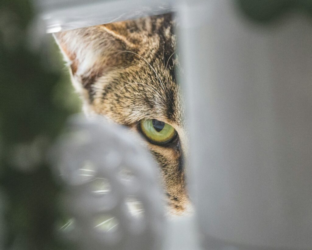 cat hiding behind a curtain