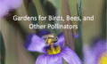 bee on an iris