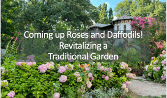 garden with hydrangeas and roses