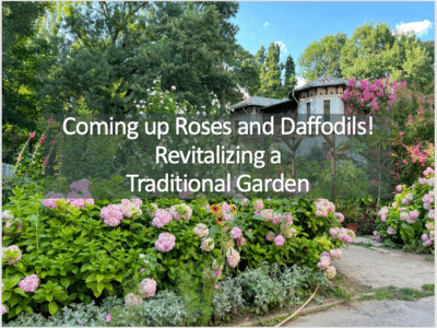 garden with hydrangeas and roses