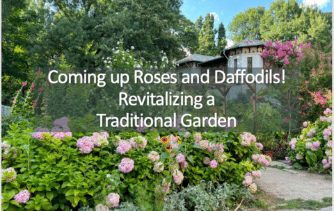 garden with hydrangeas and roses