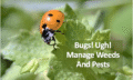 ladybug on a plant