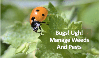 ladybug on a plant