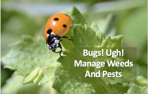 ladybug on a plant