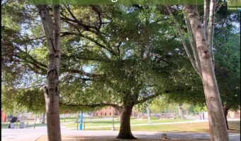 Protecting the Trees