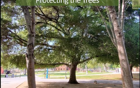 Protecting the Trees