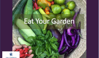 Basketful of vegetables and herbs