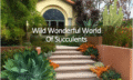 Home with Succulents along steps