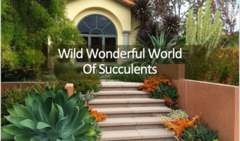 Home with Succulents along steps