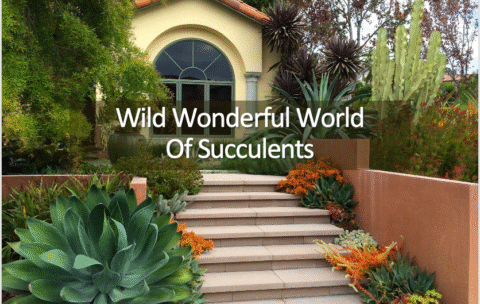 Home with Succulents along steps
