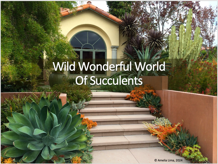 Home with Succulents along steps