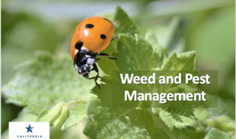 Ladybug on a leaf - cover for Weed and Pest Management Class