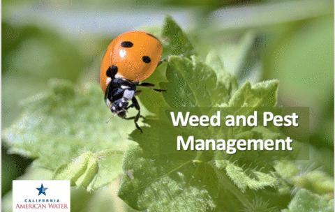 Ladybug on a leaf - cover for Weed and Pest Management Class