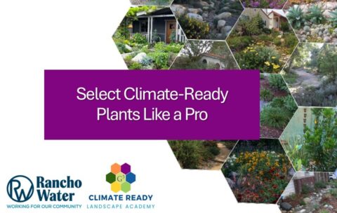 260509_CRLA_Rancho Water_Plants