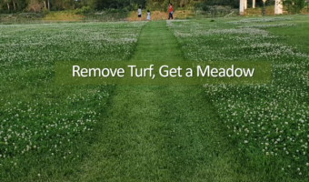 RemoveTurf_GetMeadow_Thumb