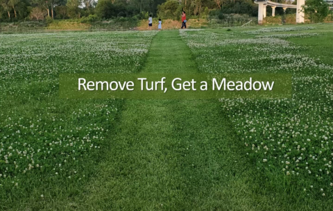RemoveTurf_GetMeadow_Thumb