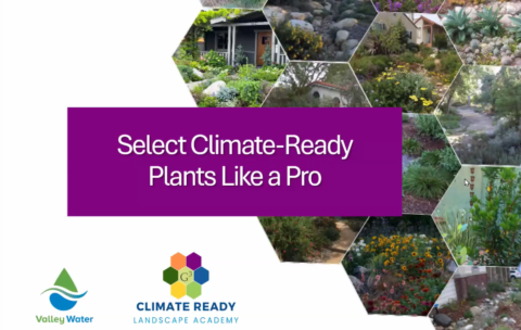 CRLA Select Plants LIke a Pro Thumb