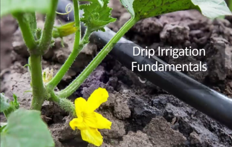 Drip Irrigation_MOnterey_Thumb