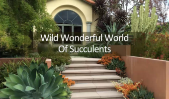 Wonderful World of Succulents_Thumb