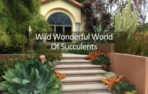 Wonderful World of Succulents_Thumb